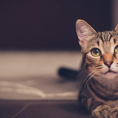 Curious Cats: Reported Questions